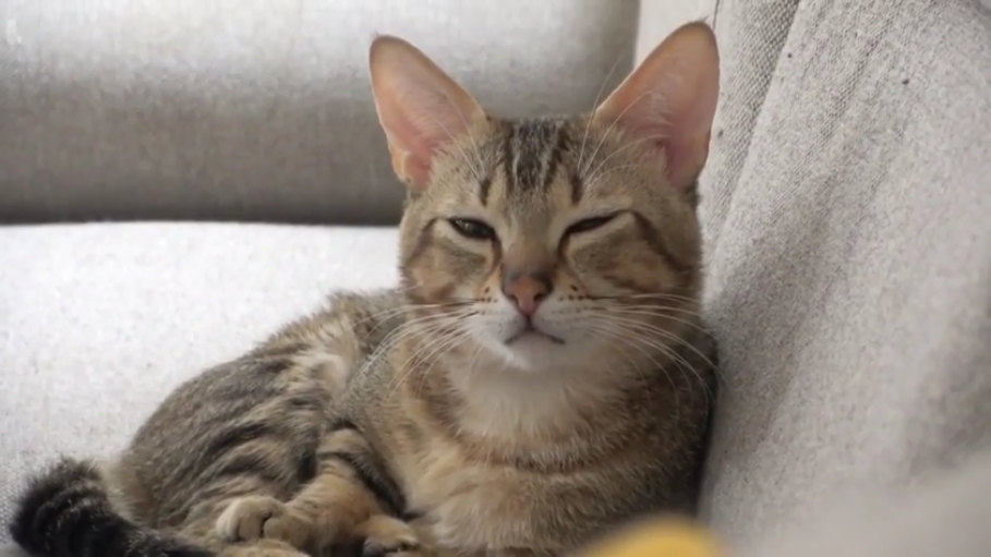 室内 · 半眯眼 · 猫脸部特写