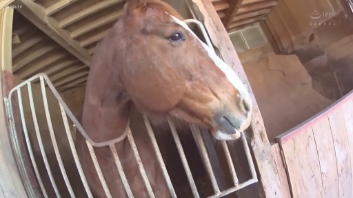 站立 · 平静 · 头部特写 · 围栏 · 张望 · 马厩 · 动物