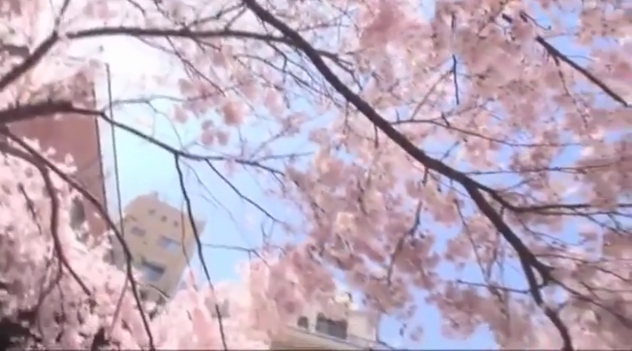 户外 · 蓝天 · 花瓣特写