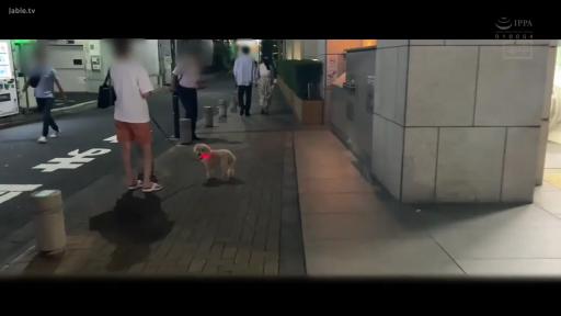 站立 · 休闲装 · 远景 · 街道 · 模糊 · 夜晚 · 狗绳 · 遛狗