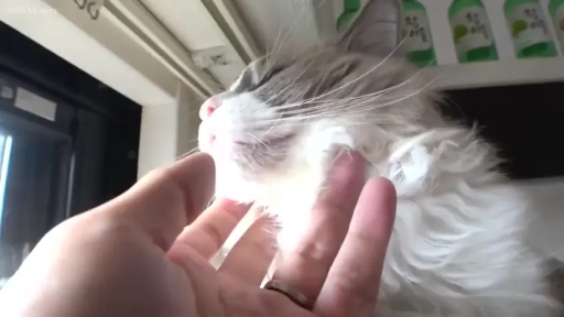 室内 · 人手特写 · 宠物互动 · 猫眯眼享受