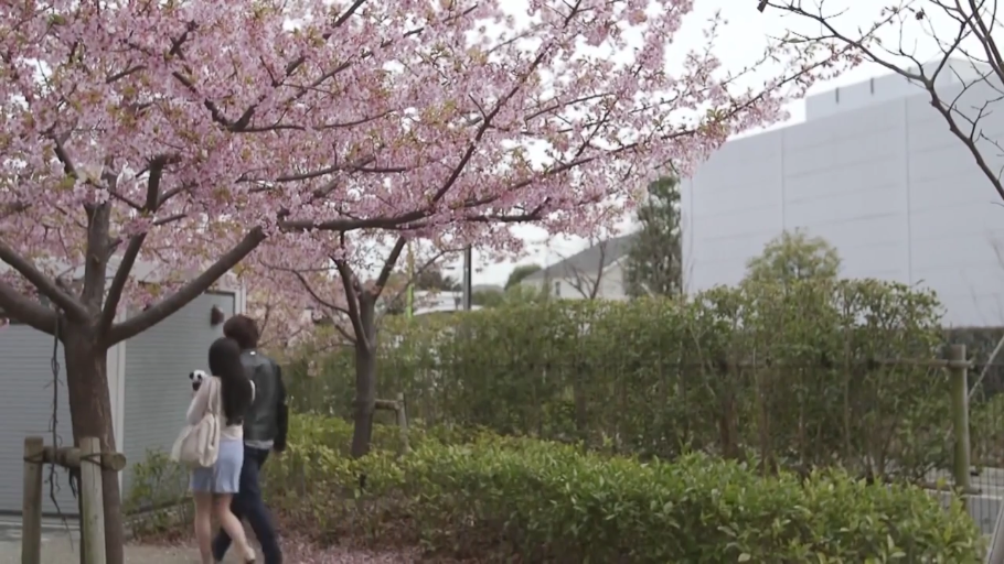公园 · 男性穿着黑色皮衣外套 · 背景樱花盛开