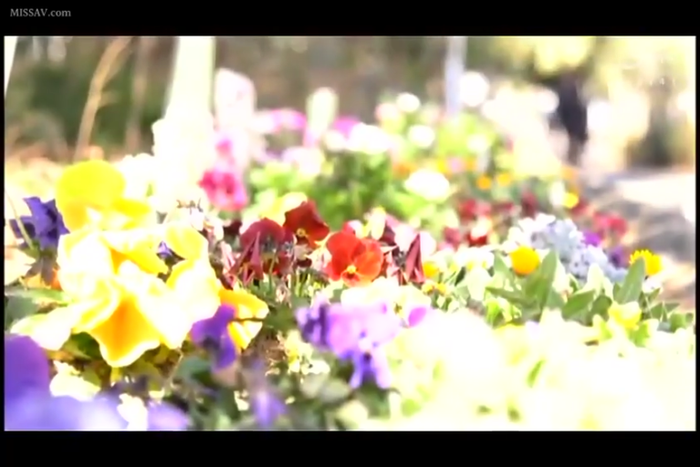 花园 · 花卉特写 · 无人物出现