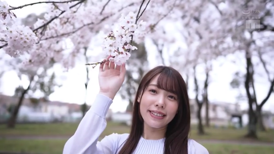 人物上半身特写 · 温柔 · 白色针织衫 · 樱花树下 · 樱花枝 · 樱花盛开