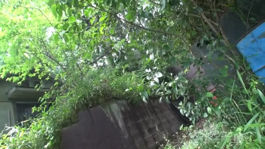 草丛